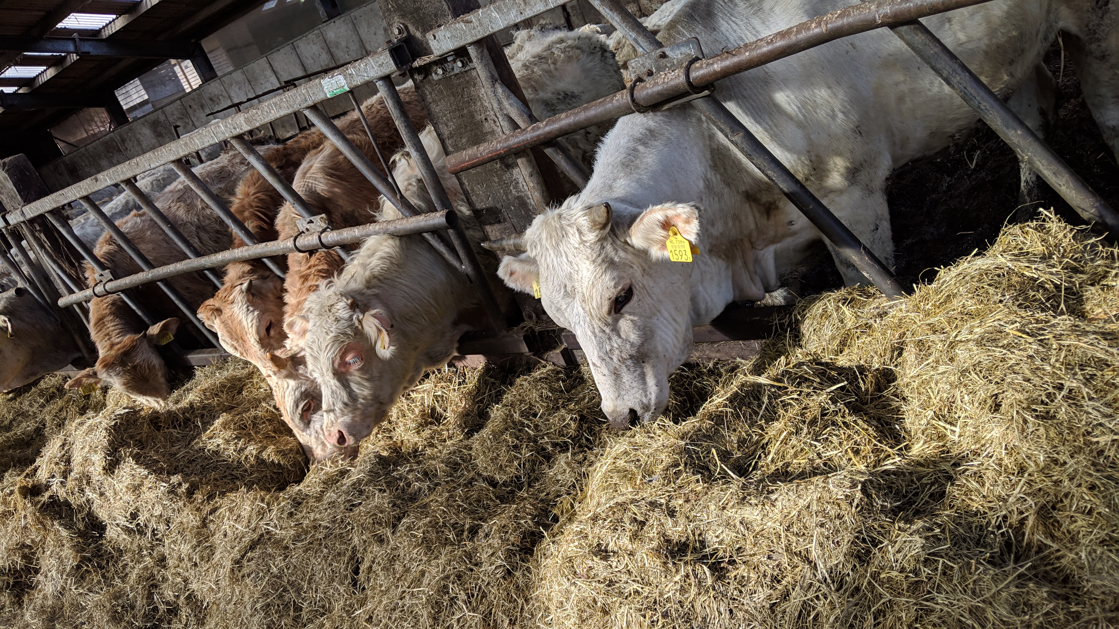 Koeien op een boerderij in het buitengebied